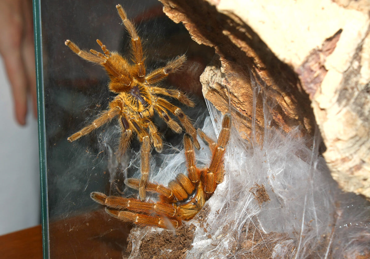Pterinochilus-murinus-accoppiamento-maschio-femmina-corteggiamento