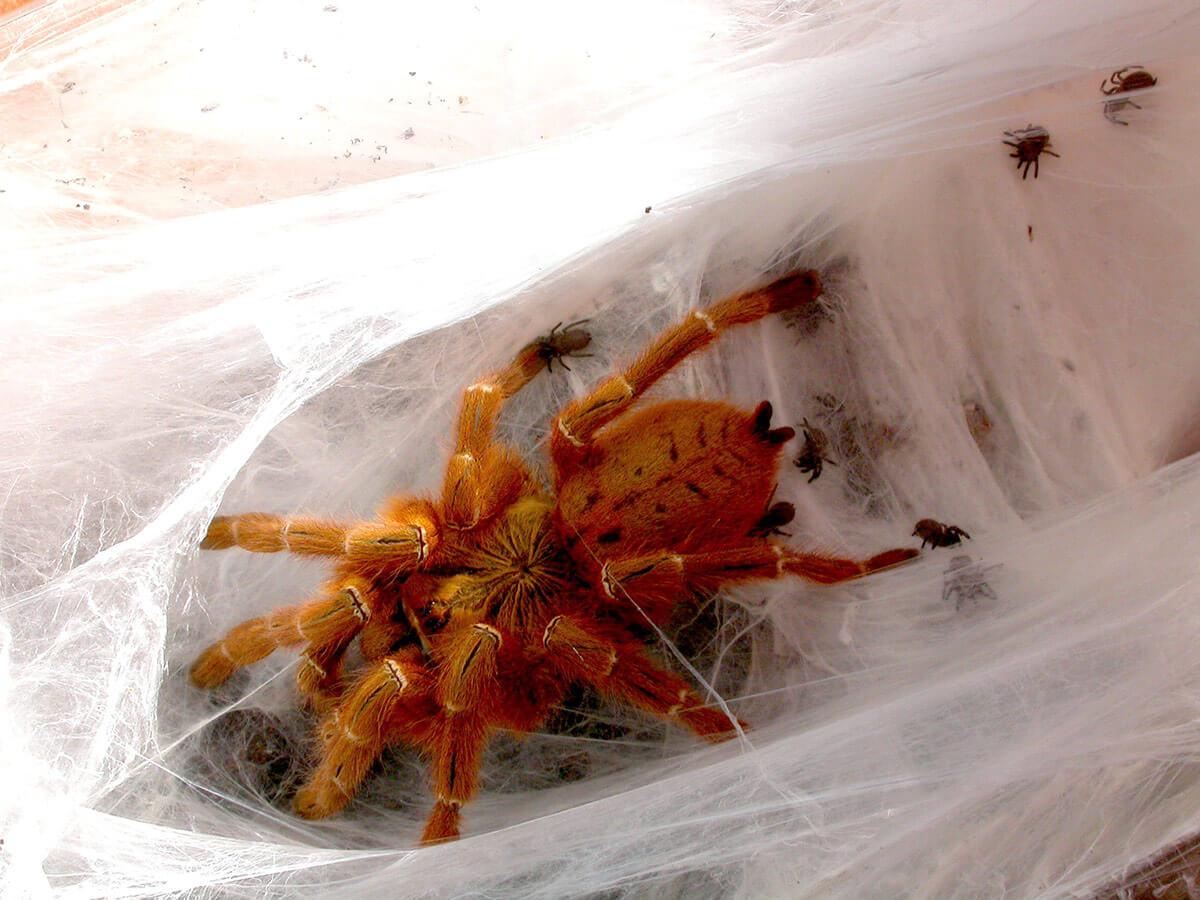 Pterinochilus-murinus-apertura-ovisacco-sling-spiderling