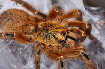 Scheda di informazioni e allevamento di Pterinochilus murinus