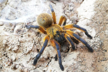 Scheda di allevamento Harpactira pulchripes