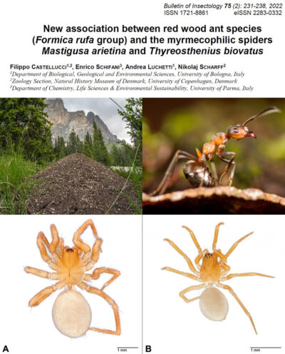 Mastigusa arietina and Thyreosthenius biovatus