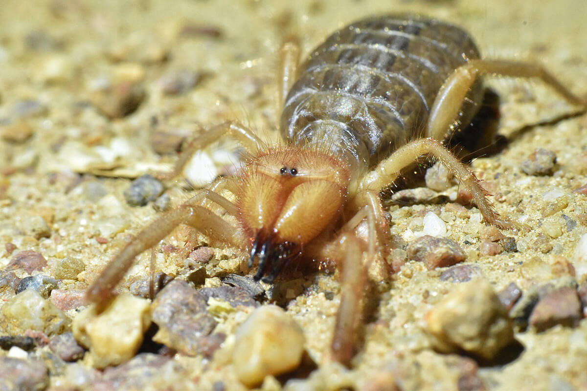 Il solifugo Gluvia dorsalis incontrato durante le ricerche