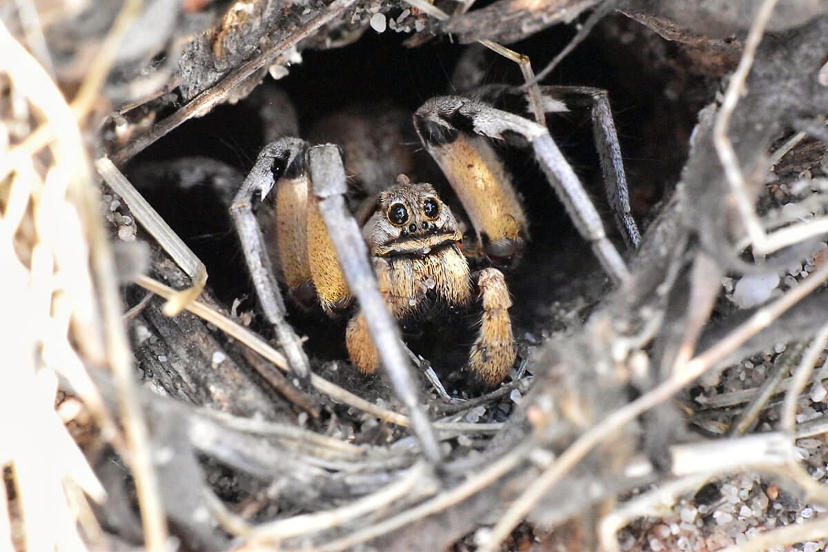 Un maschio di Lycosa hispanica si affaccia alla sua tana