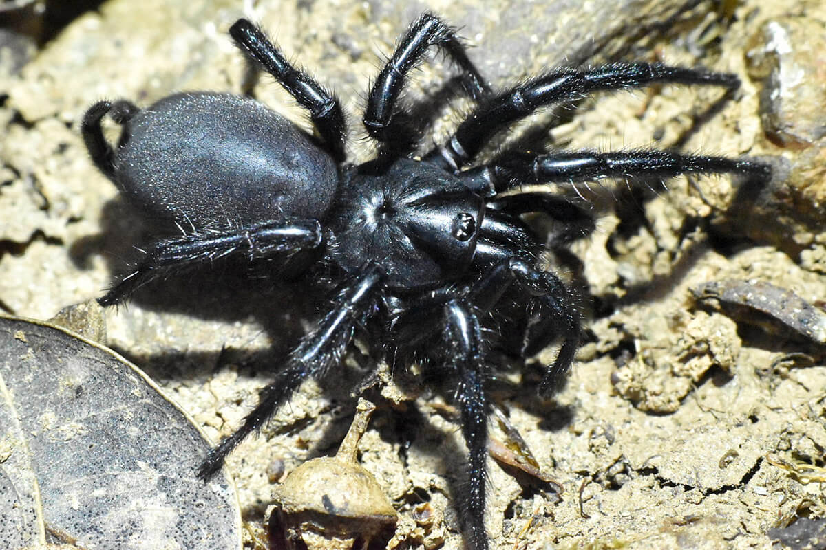 La mitica Macrothele calpeiana, migalomorfo endemico di quelle zone aride.
