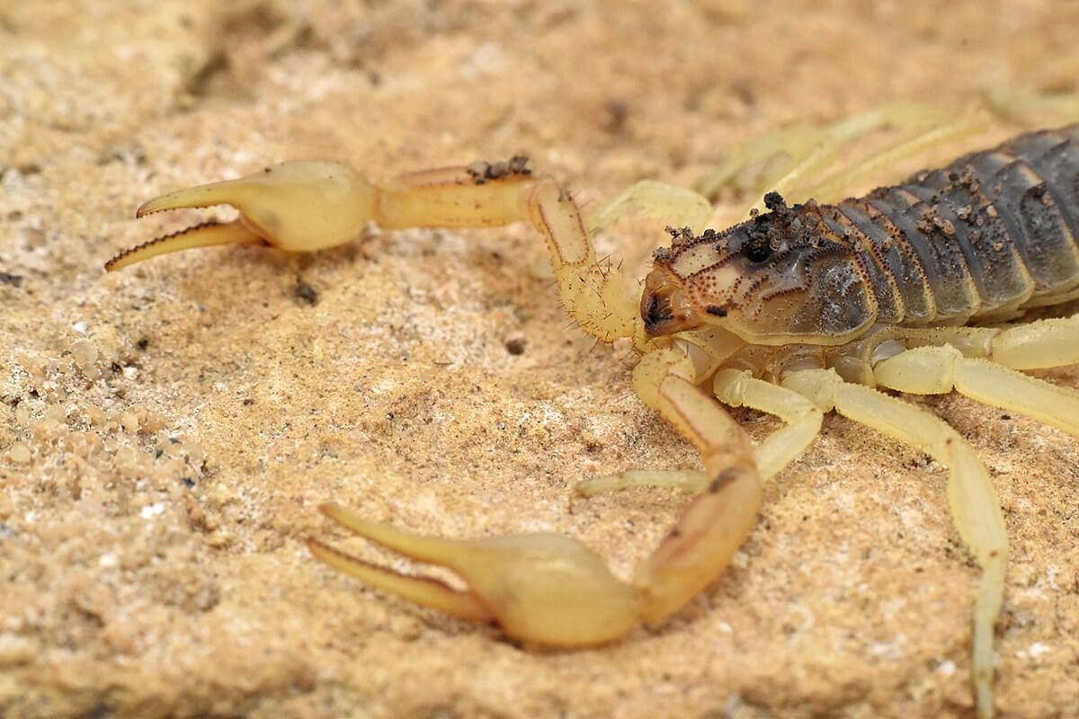 Uno scorpione Buthus cf. delafuentei incontrato durante le ricerche.