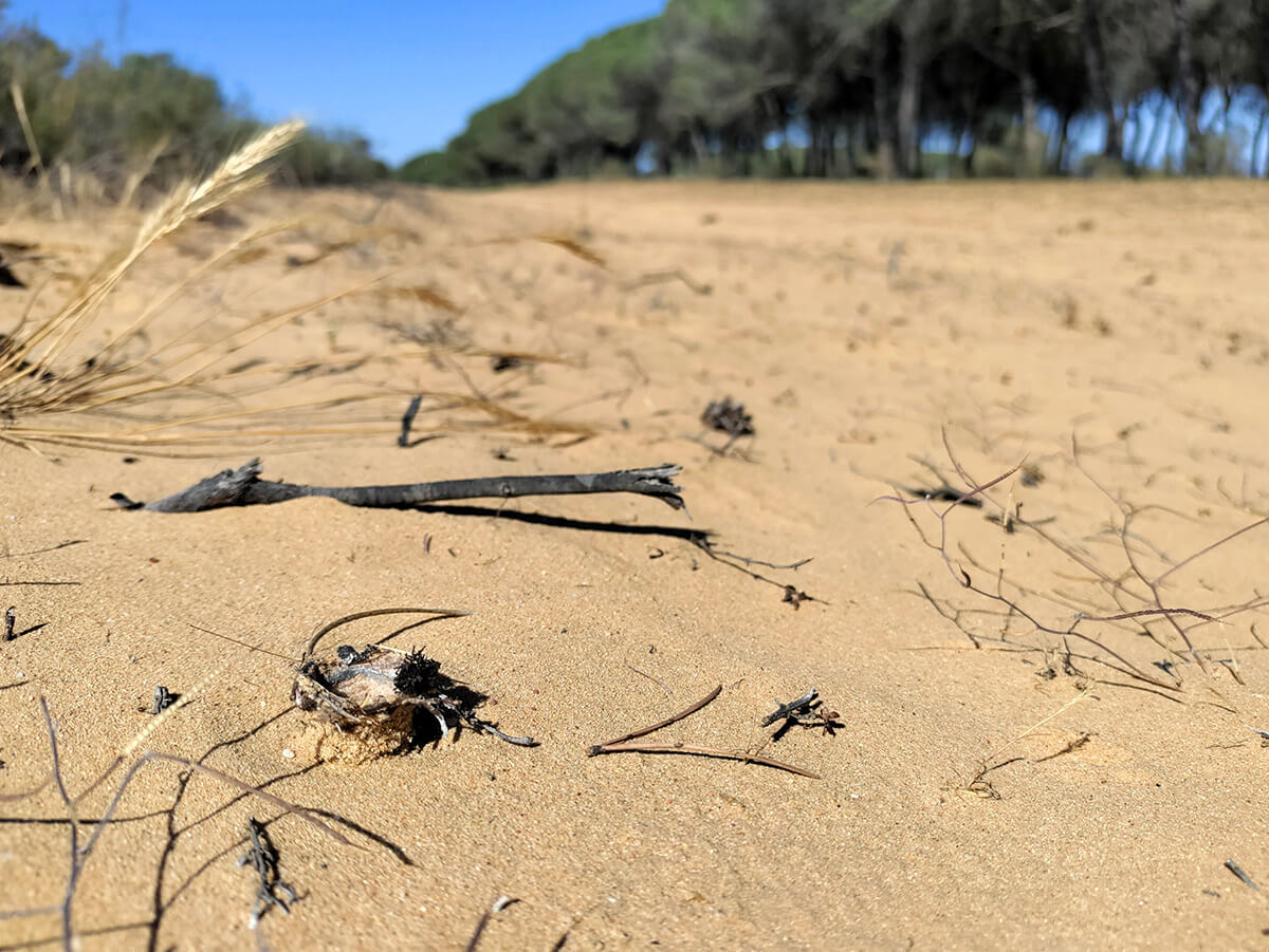 Tana a forma di torretta di Donacosa ai margini di una strada di sabbia