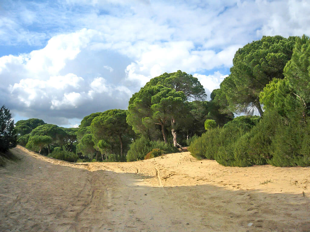 Una delle strade che attraversano il parco Donana
