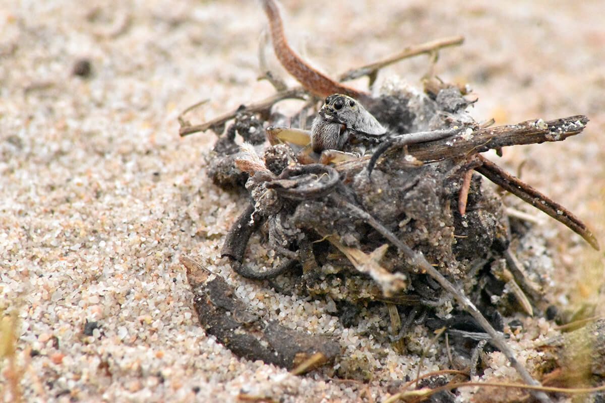 Esemplare di Donacosa merlini nella sua tana