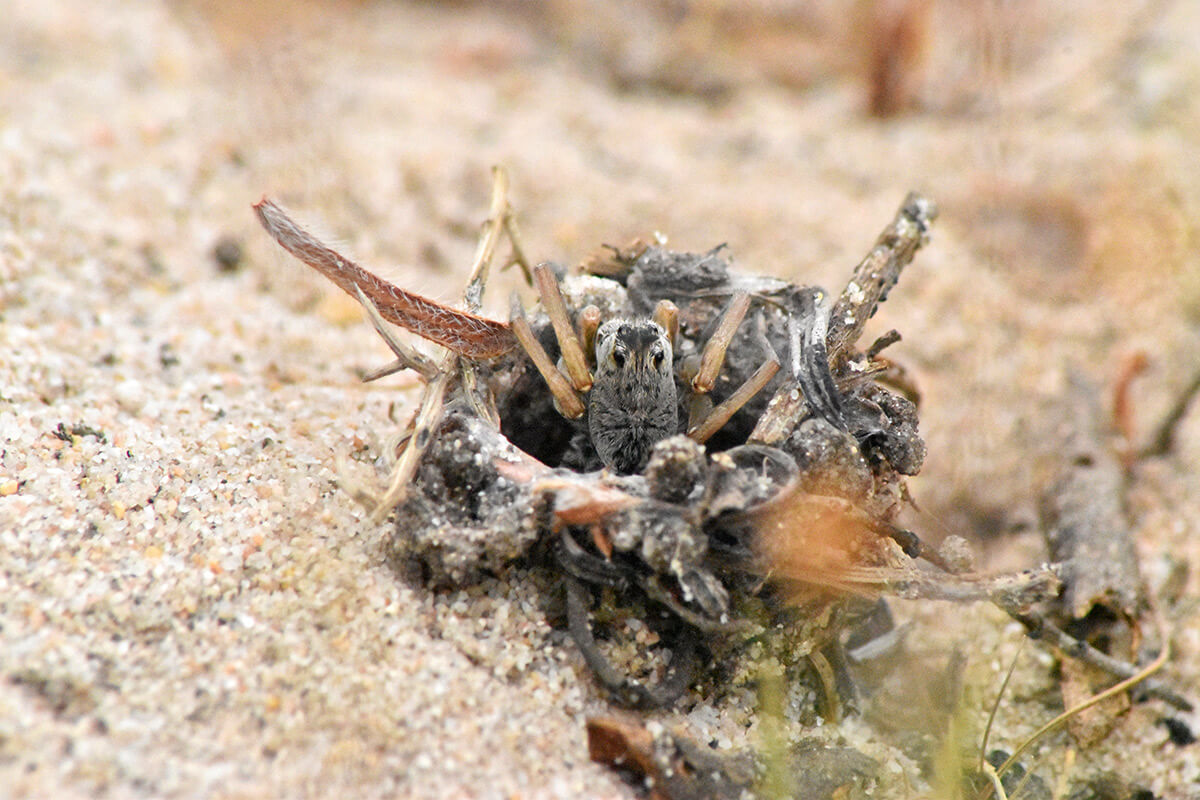 Esemplare di Donacosa merlini nella sua tana a torretta con fili d'erba