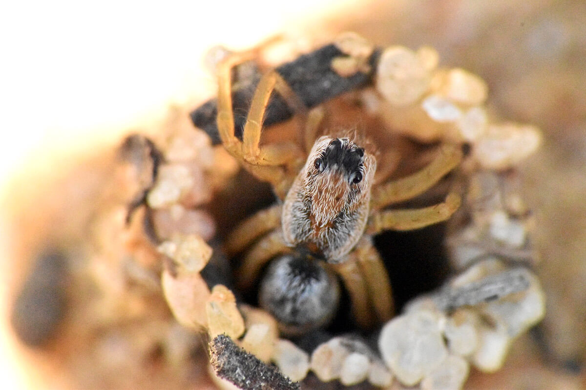 Esemplare giovanissimo sling di Donacosa merlini nella sua tana costruita con granelli di sabbia