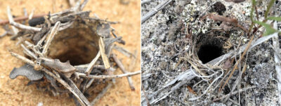 Confronto tra tana di Donacosa merlini e Lycosa hispanica