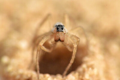 Spiderling di Donacosa merlini sopra la sua torretta di sabbia