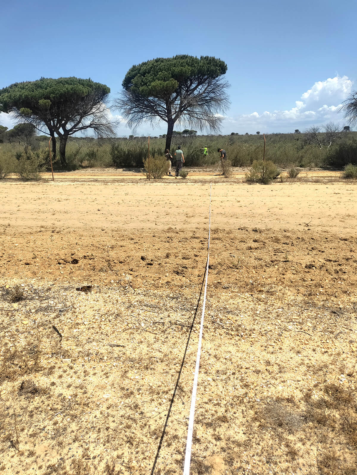 Un transetto che attraversa una strada del parco Donana.