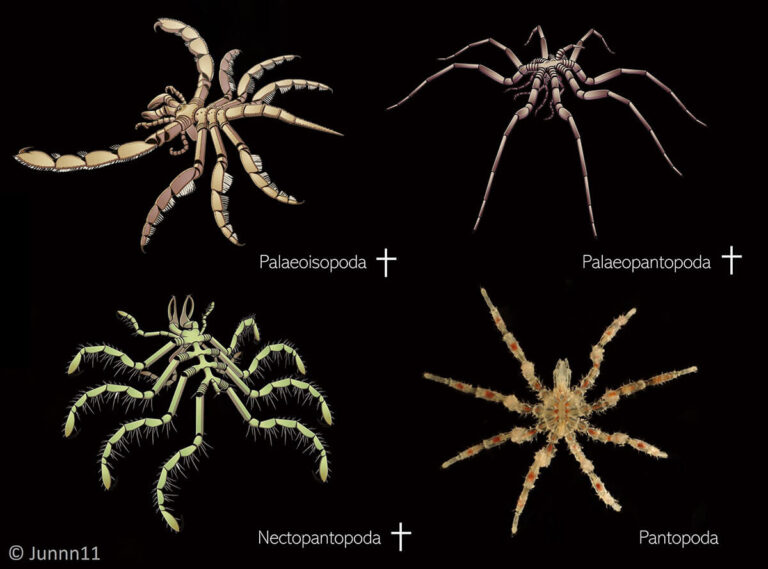 Aspetto degli ordini estinti Palaeoisopoda Palaeopantopoda e Nectopandopoda