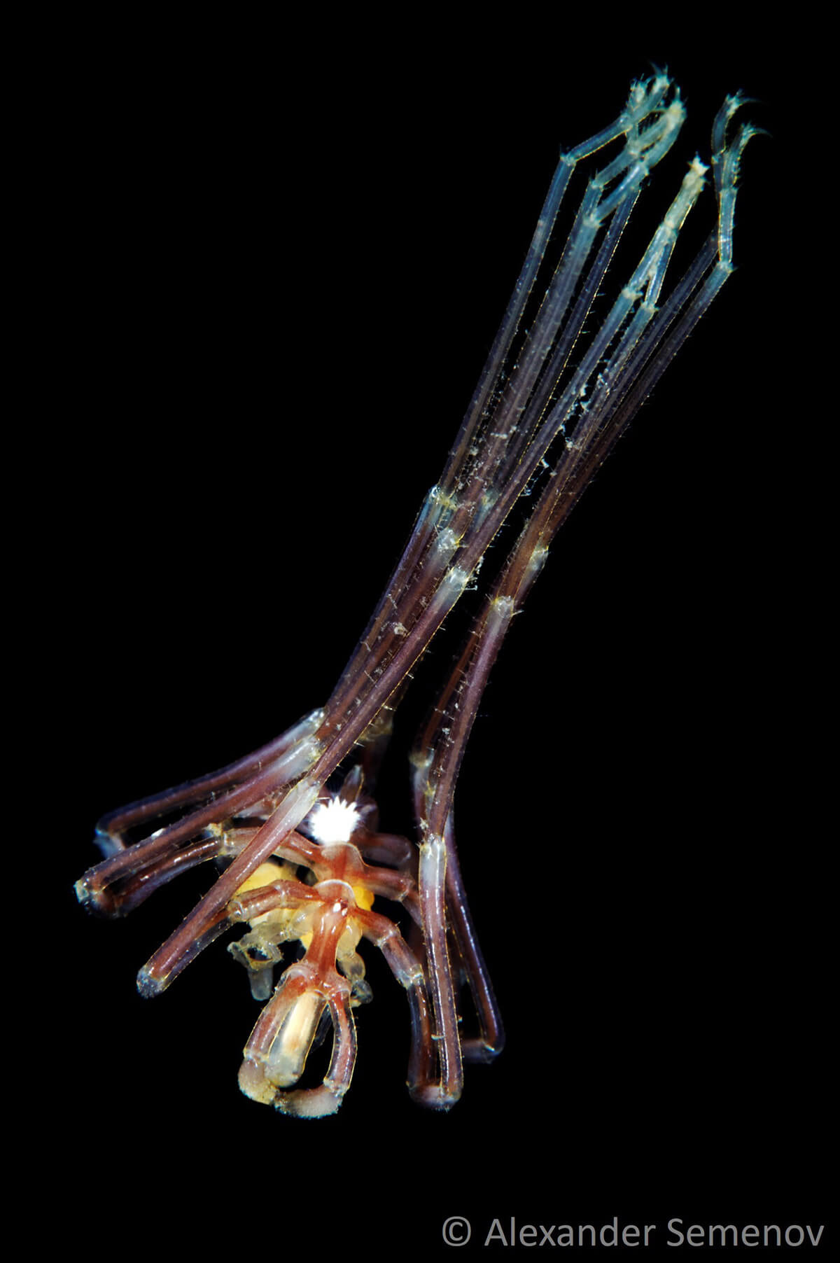 Esemplare di Nymphon che raccoglie strettamente le zampe per poter affondare nell'acqua.