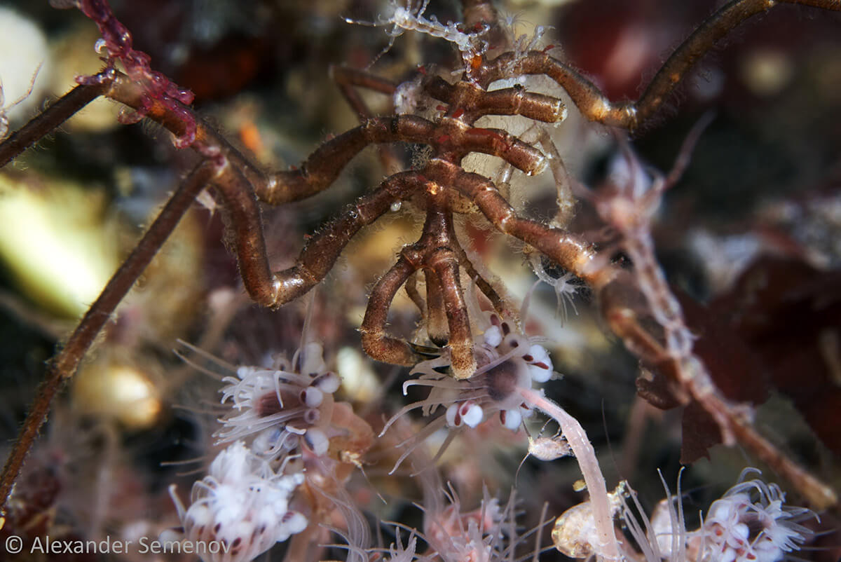Il picnogonide Nymphon grossipes che divora un idrozoo