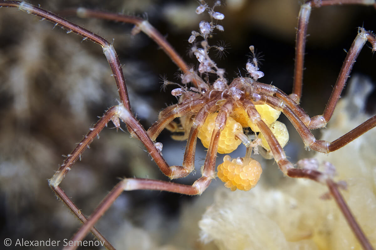 Maschio di Pycnogonidae con sacche di uova
