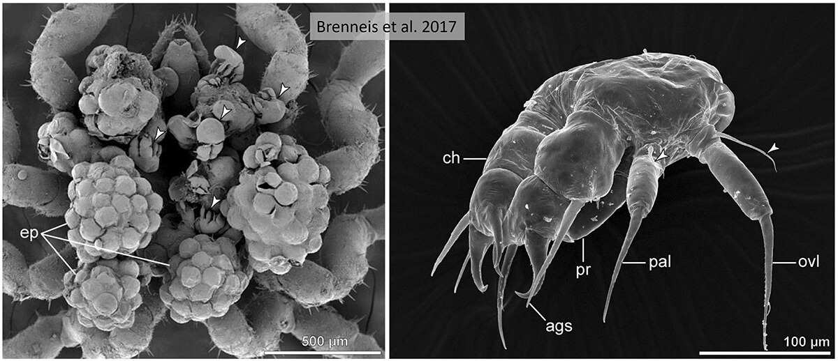 Maschio di picnogonide visto al microscopio elettronico. Si vedono le protoninfe.