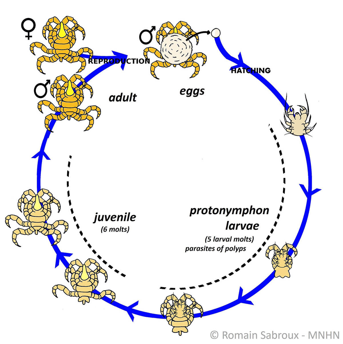 Ciclo vitale di un Picnogonide