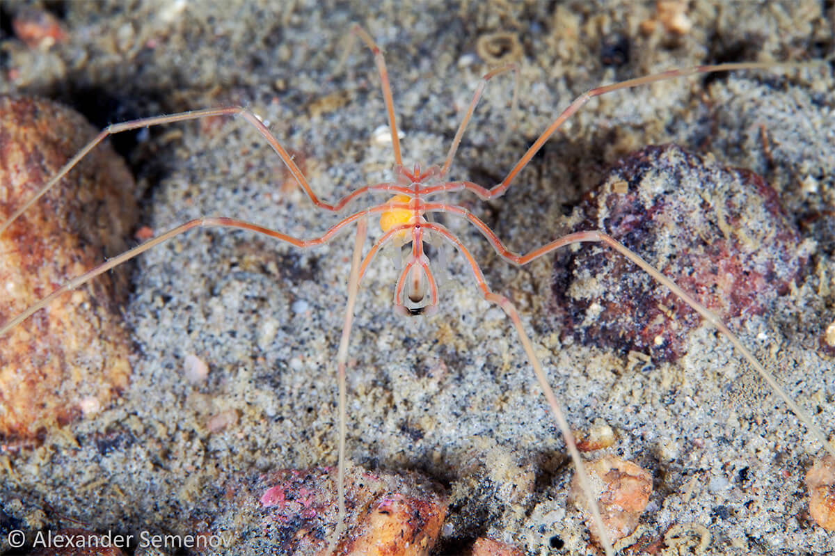 Un maschio di Pycnogonida del genere Nymphon