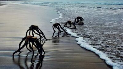 Foto che ha fatto il giro del web con presunti ragni marini giganti che escono dall'acqua. Falso, fake
