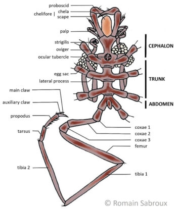 Schema dell'anatomia esterna dei Pycnogonida
