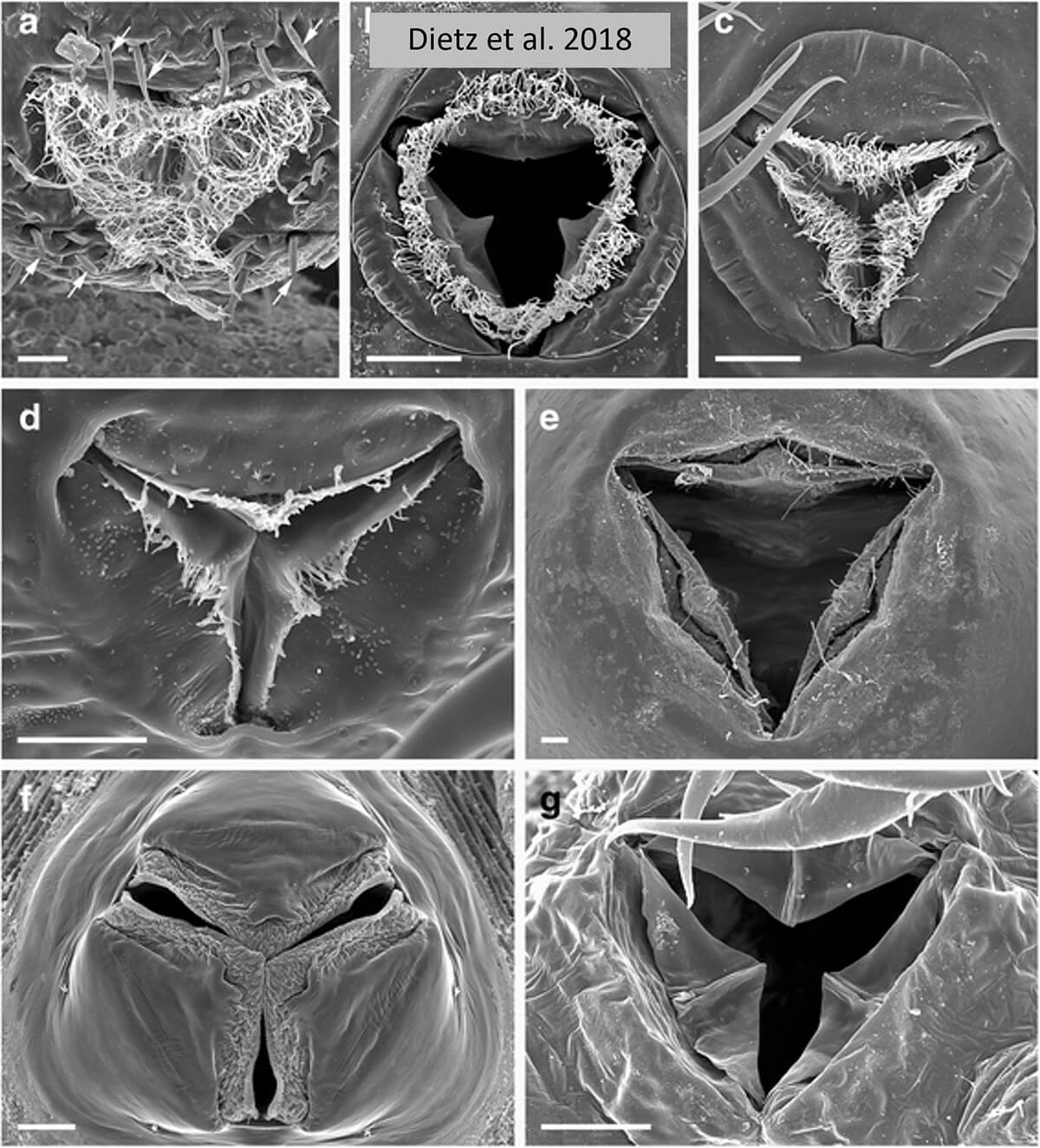 Sezioni della proboscide di picnogonidi vista al microscopio elettronico SEM