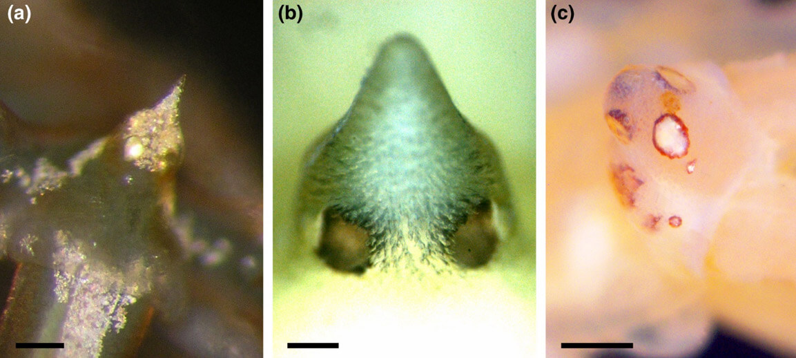 Tubercolo oculare dei picnogonidi con i 4 occhi.