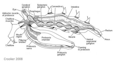 Anatomia interna dei Picnogonidi