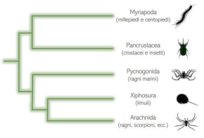 Albero filogenetico di Picnogonidi e artropodi affini