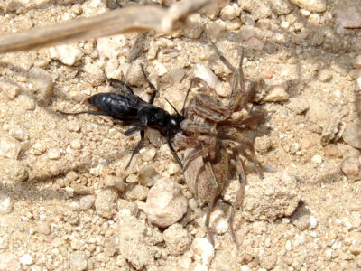 Un esemplare di Hogna radiata predato da una vespa Pompilidae 