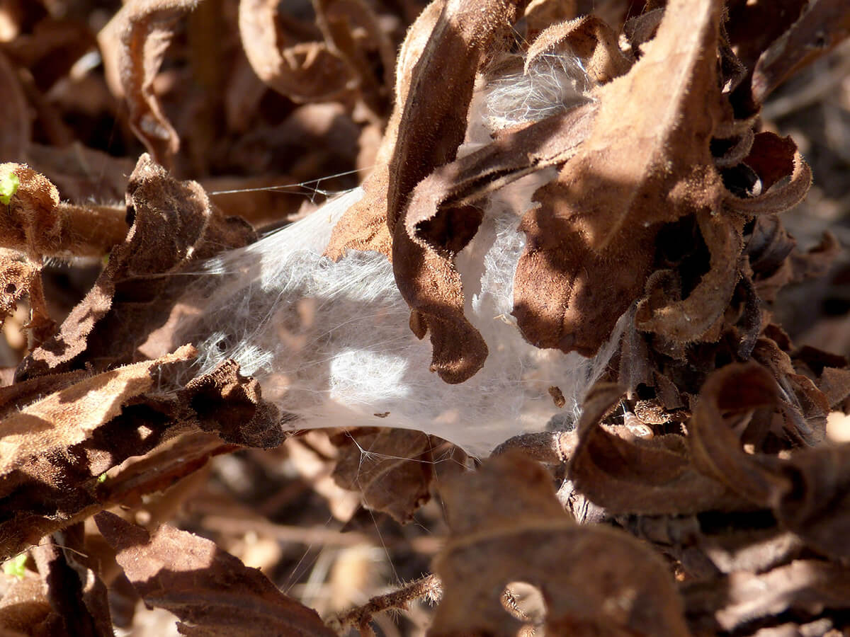 Bozzolo costruito da Hogna radiata per compiere il processo di muta.