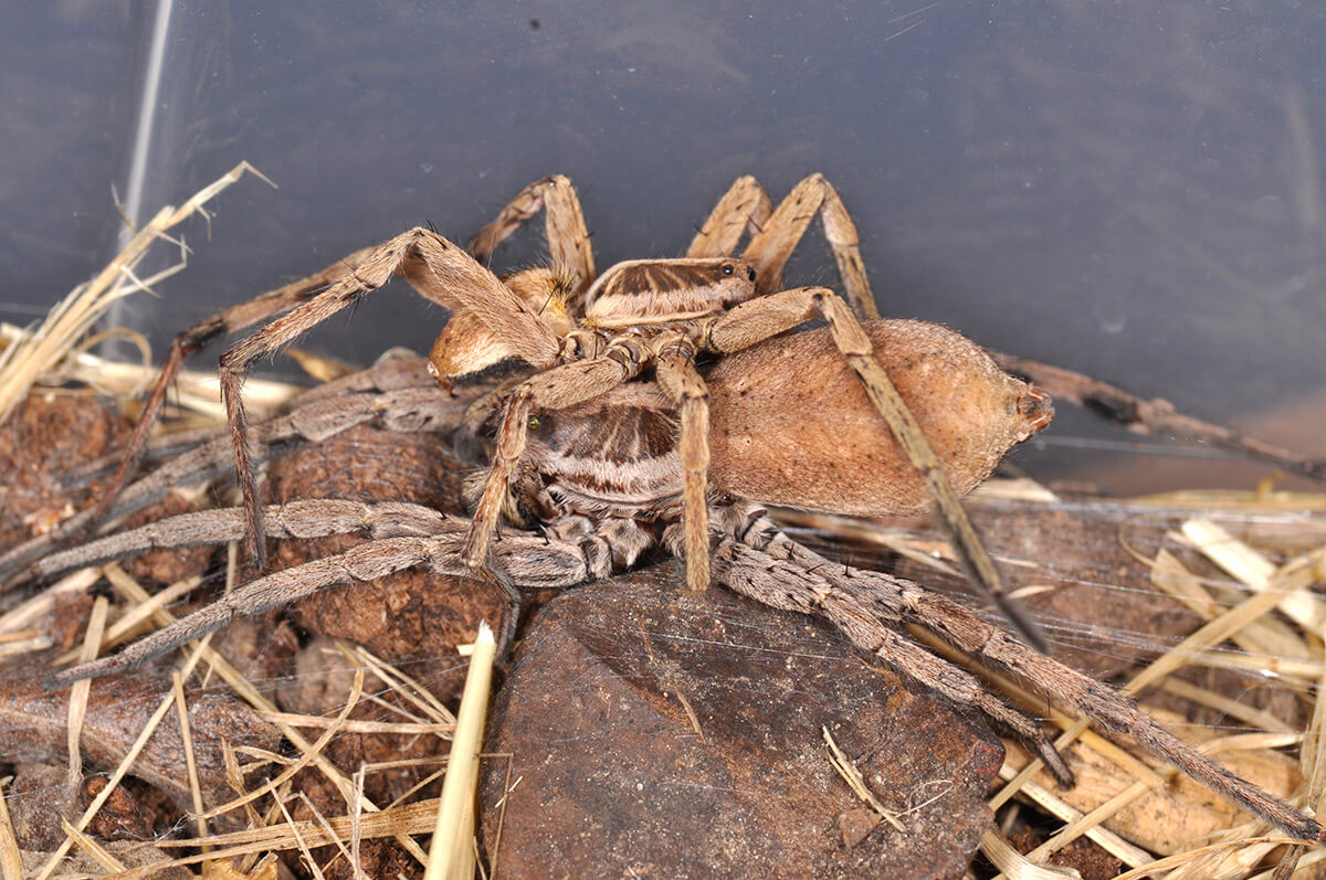 Accoppiamento di Hogna radiata, il maschio sovrasta la femmina