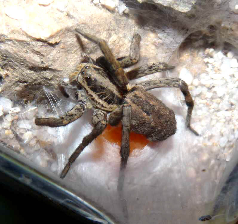 Hogna radiata depone le uova arancioni su un fazzoletto di ragnatela