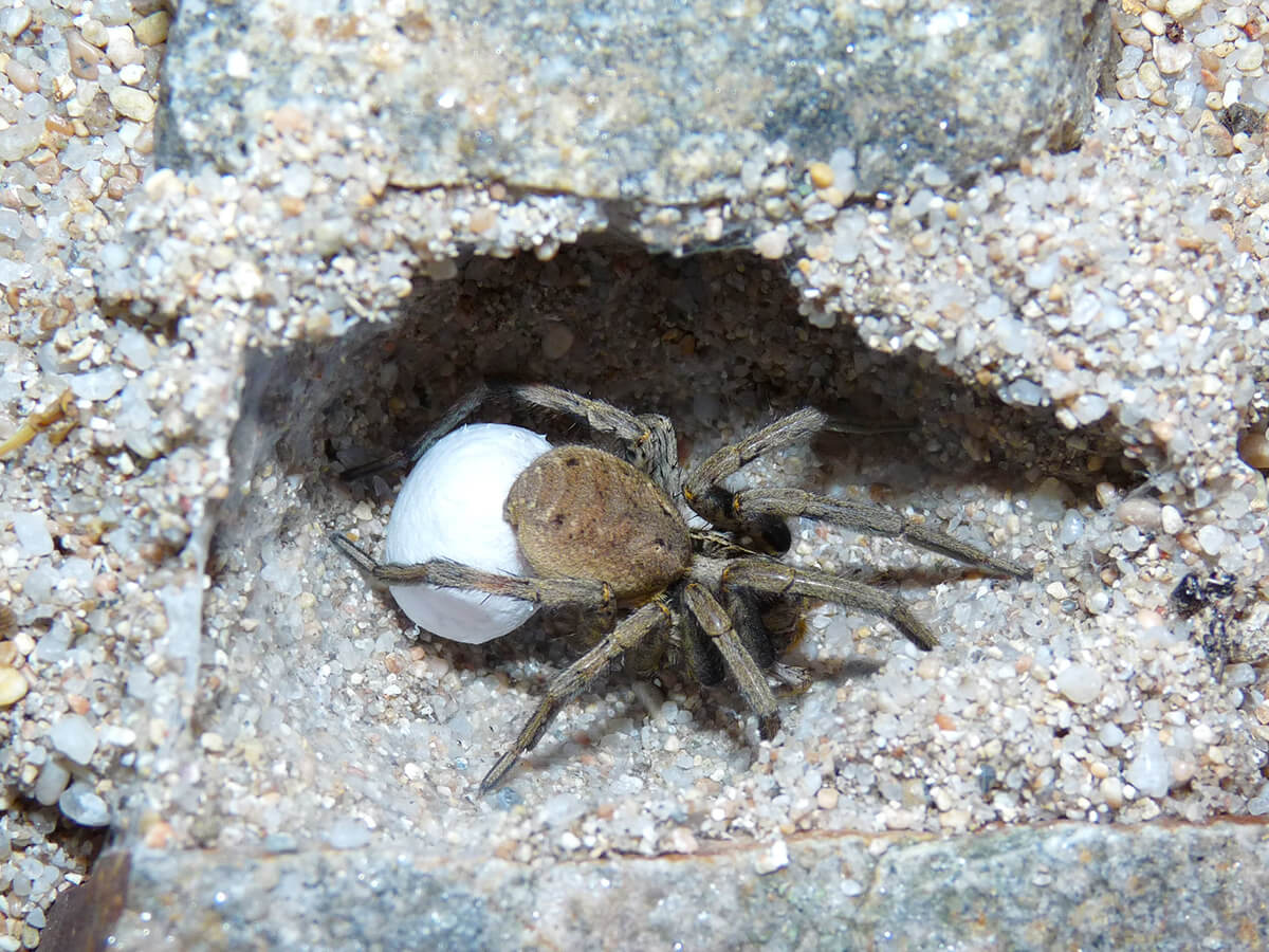 L'ovisacco cosi formato viene appeso alle filiere per essere trasportato in giro da Hogna radiata