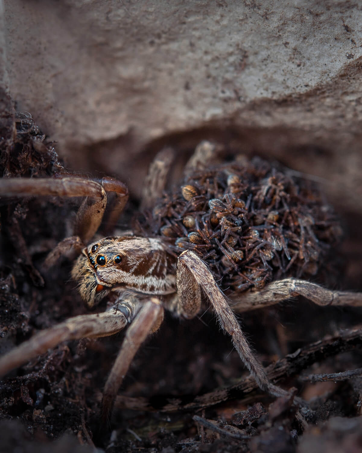Esemplare di Hogna radiata che trasporta i piccoli sul dorso