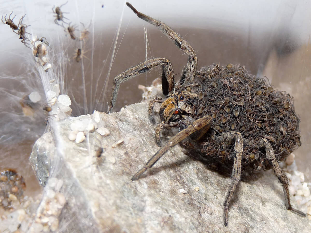 Esemplare femmina Hogna radiata ricoperto di ragnetti