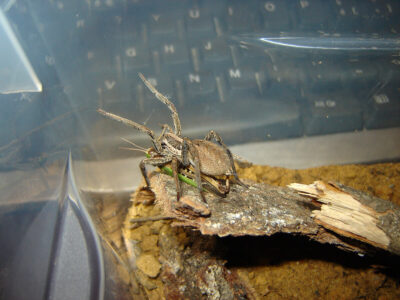 Un esemplare di Hogna radiata allevato nel terrario che si nutre nel terrario