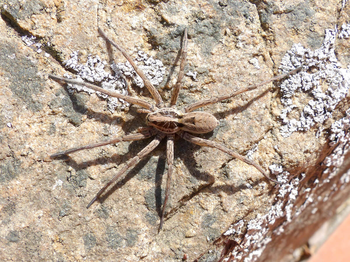 Hogna radiata habitus del maschio adulto