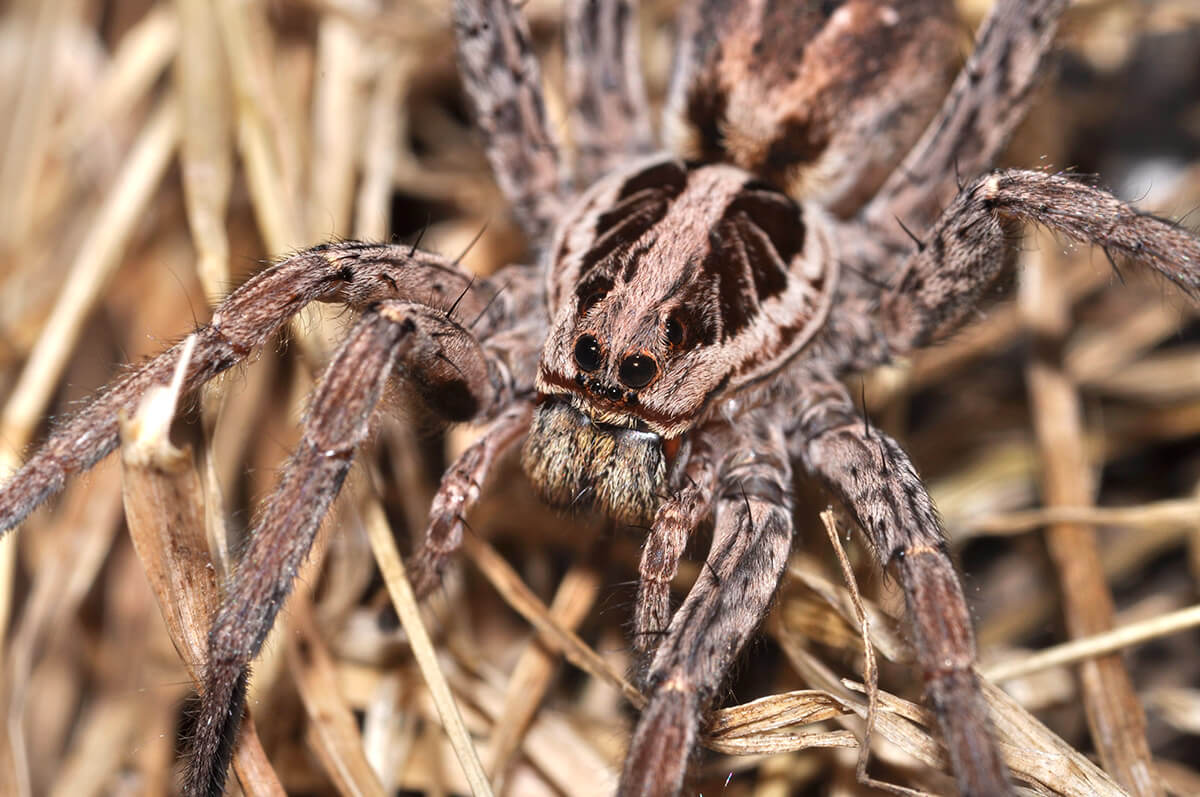 Dettaglio del disegno cefalico di Hogna radiata