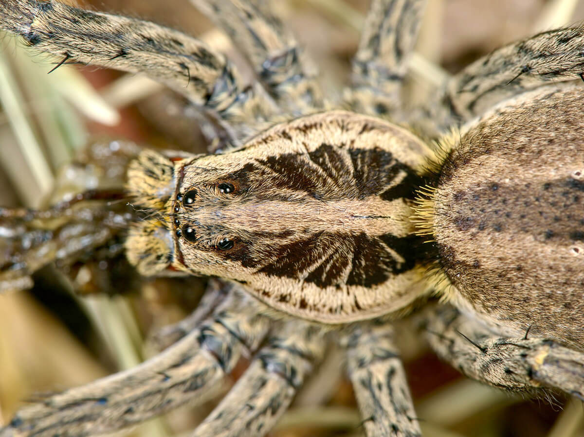 Il bellissimo disegno a raggi sul cefalotorace di Hogna radiata
