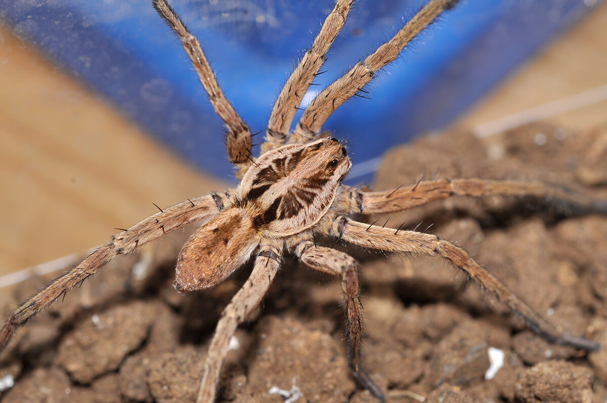 Anche il maschio di Hogna radiata ha la raggiatura ben evidente sul cefalotorace