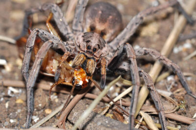 Hogna radiata che ha catturato una preda.