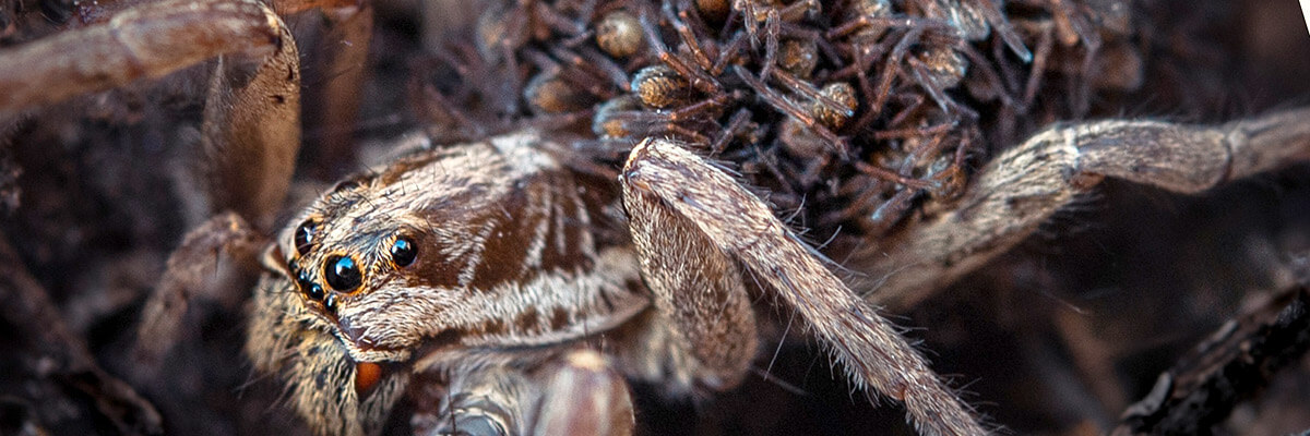 Scheda di approfondimento su Hogna radiata