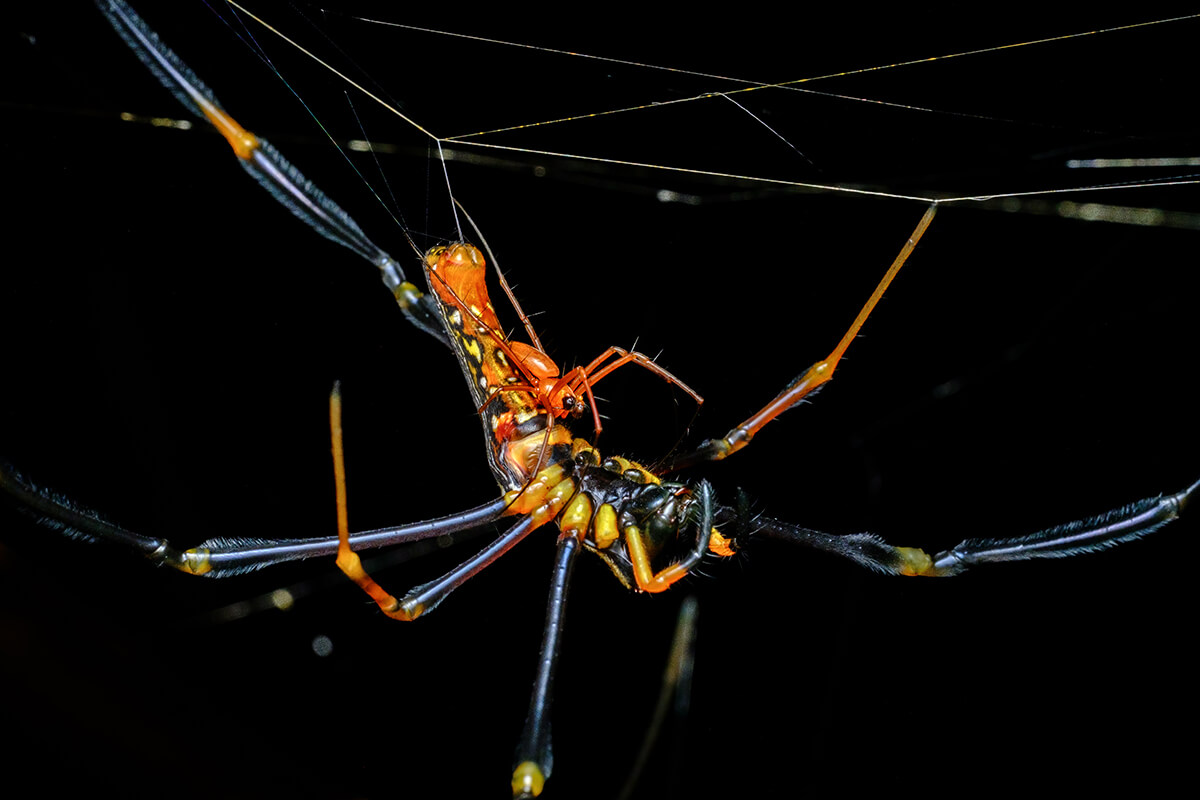 Partners-Adriano-Losso