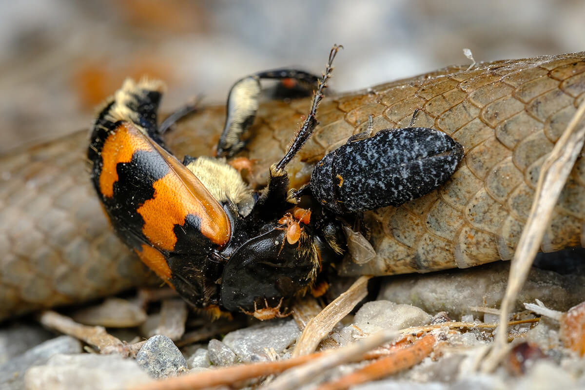 Buffet-a-piu-livelli-Adriano-Losso
