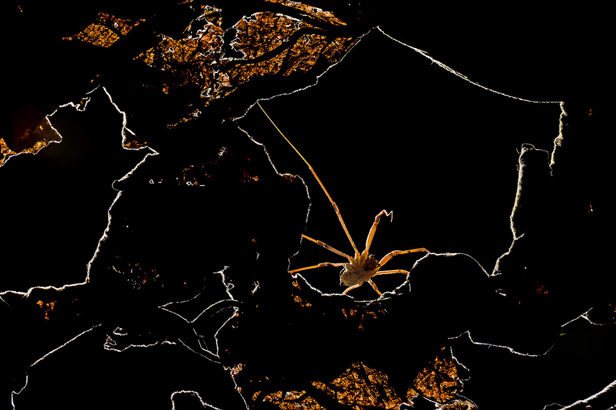 Mondo-alieno-Elisa-Confortini