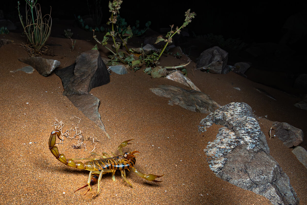 Sfida-tra-titani-Simone-Giachello