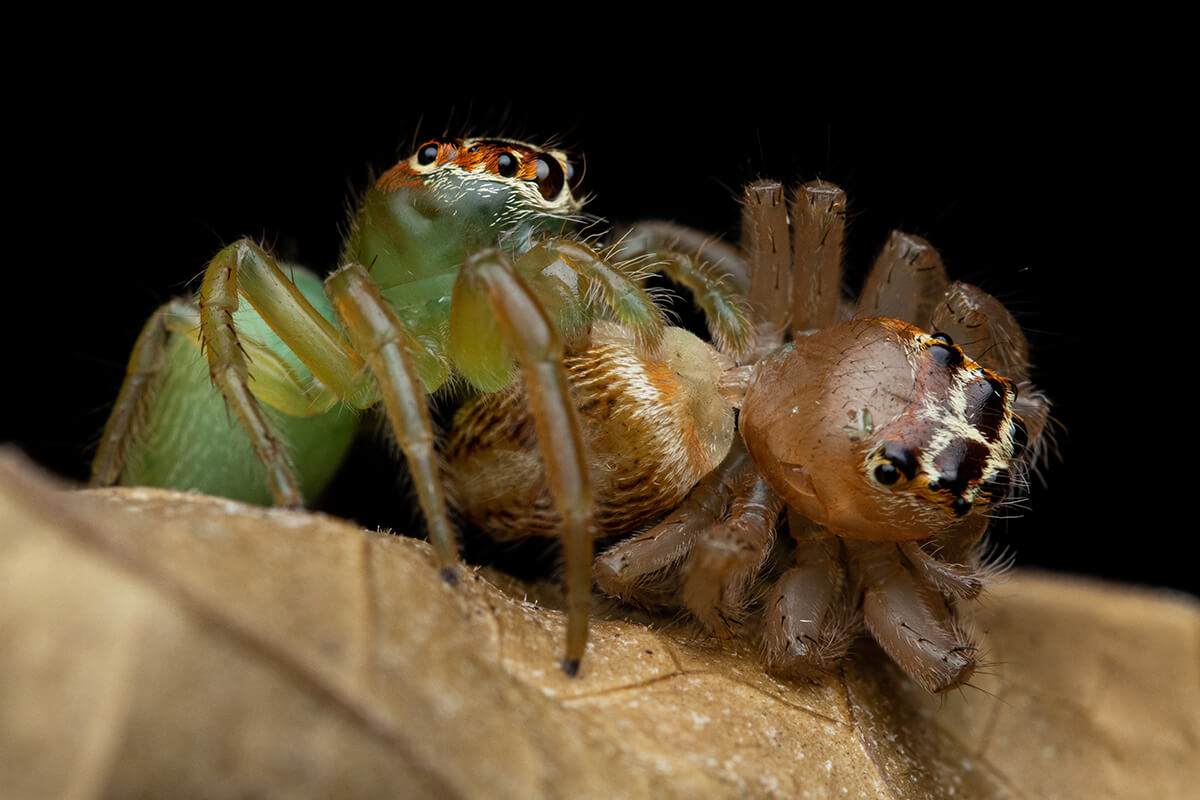 10-Guerra-civile-Giovanni-Vicari