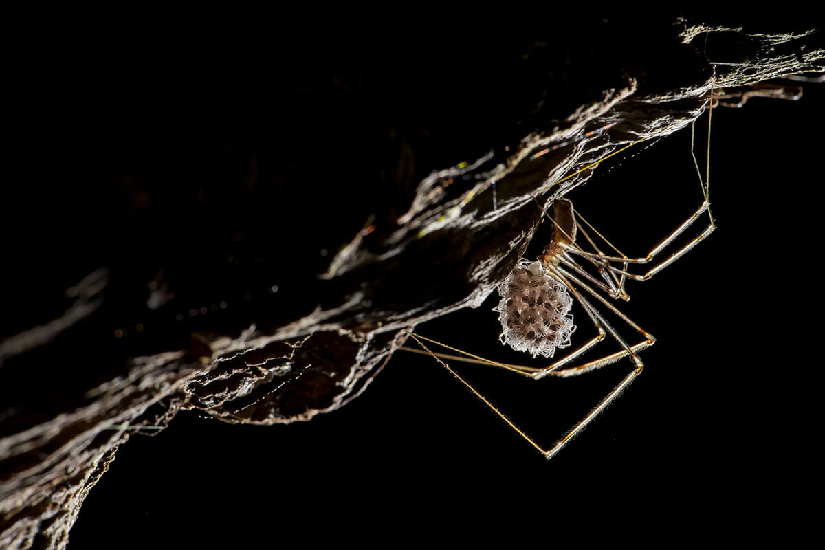 Protezione-Elisa-Confortini-copia